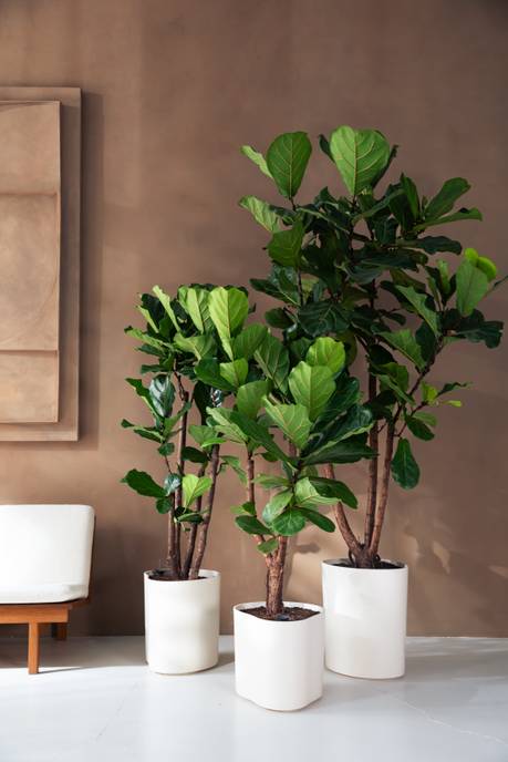 eden aquacare low 40cm blanc lin